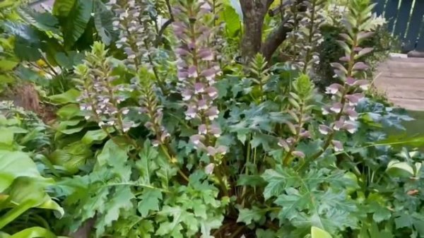 Acanthus mollis, the best of times