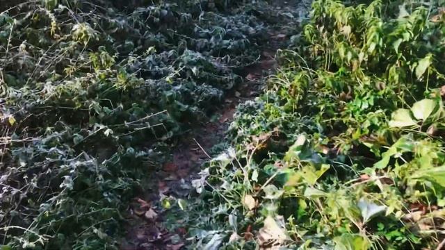 Жизнь в лесу | Этапы адаптации вне города от KOKOKOX смотреть онлайн