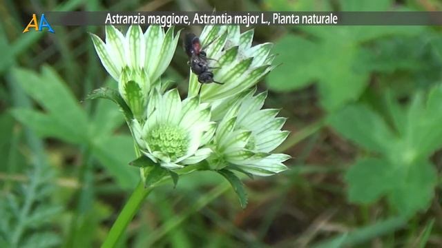 Astranzia maggiore, Astrantia major L., Pianta naturale смотреть онлайн