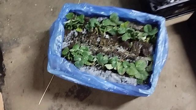 замороженная рассада поехала покупателю смотреть онлайн