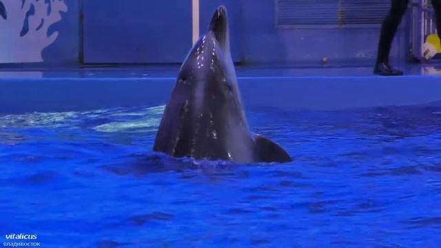 Танцы с дельфинами, Приморский океанариум, Владивосток. смотреть онлайн