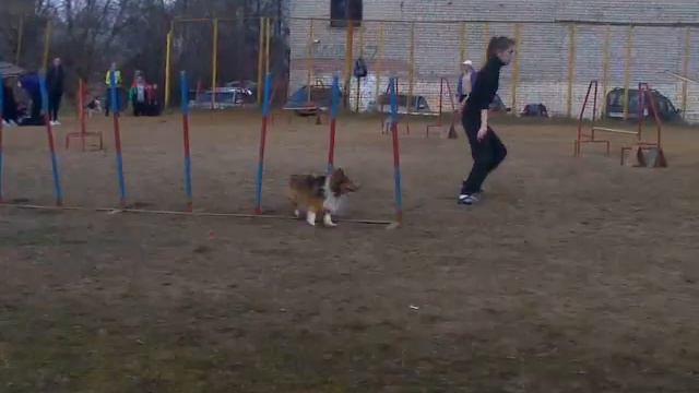 Аджилити КОСТРОМА с собакой Шелти смотреть онлайн