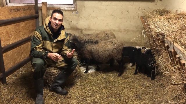 Взросление ягнят | Чем кормить ягнят в первые месяцы жизни? смотреть онлайн