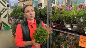 Обзор поставки в Гринвилль! Огромный выбор цветущих растений