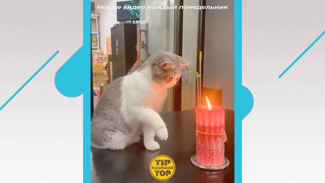 Наши любимые Котики 2021 / Смешные животные / С котами смотреть онлайн