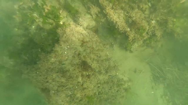 японский краб-плавунец