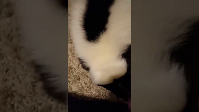 My Pet skunk Ollie playing смотреть онлайн