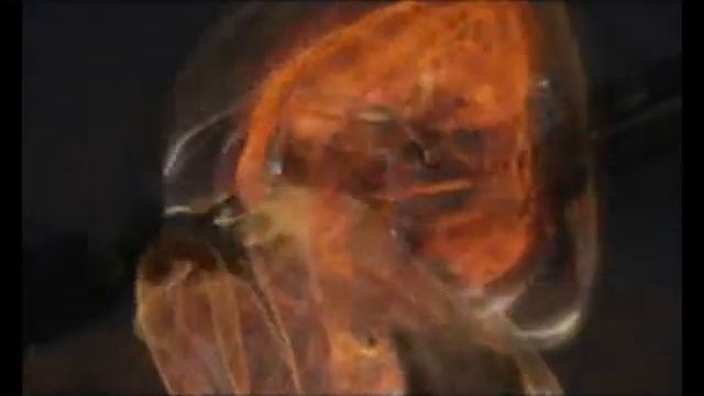 final fantasy; spirits whitin ~Brave~ смотреть онлайн