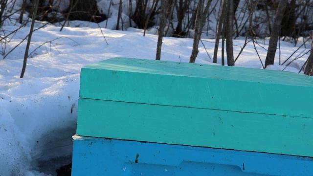 Фрагмент работ, пасека, 23 марта смотреть онлайн