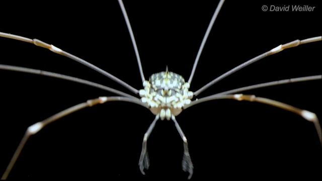What Is That Daddy Long Legs Doing With Liberty Spikes? смотреть онлайн