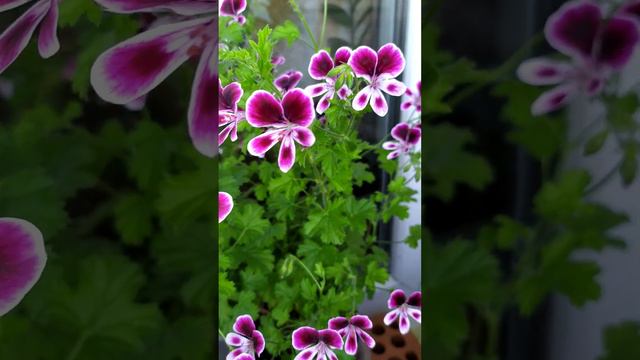 Цветут ангелы. смотреть онлайн