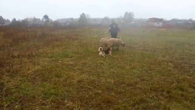 Пастушья служба в Сосновке. Подготовка собак пастухов смотреть онлайн