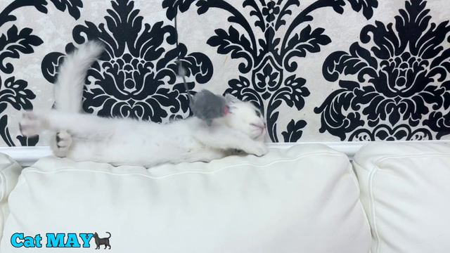 Маленький Котёнок МАЙ Играет Мышкой #2 little kitty видео для детей Котики и Дети Играют Кошки Мышк смотреть онлайн