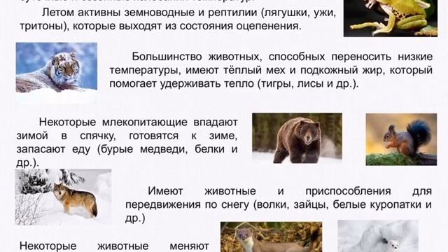 5 класс. Природоведение. Среды жизни на планете Земля. Наземно-воздушная среда обитания. смотреть онлайн