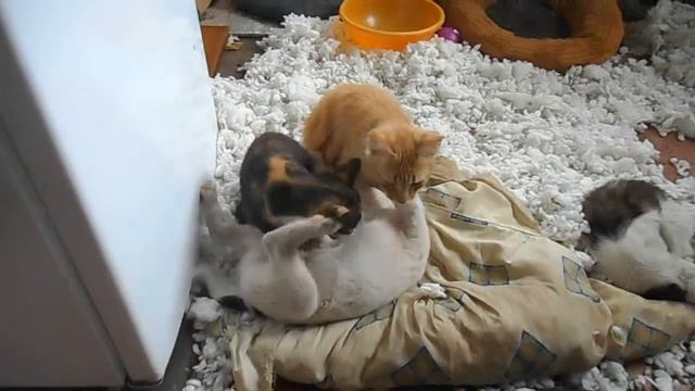 кошачий массаж смотреть онлайн