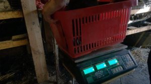 Забой помесных кроликов в 118 дней.