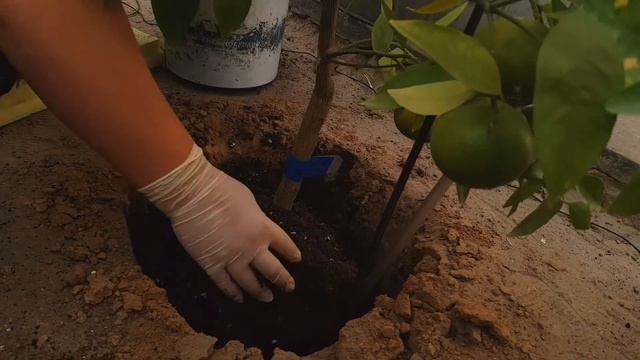 Посадка в открытый грунт зимнего сада смотреть онлайн