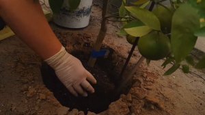 Посадка в открытый грунт зимнего сада