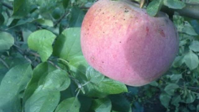 Яблоки фото смотреть онлайн