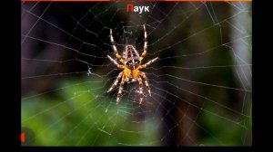 Названия насекомых для детей.  Насекомые.  Учим насекомых.