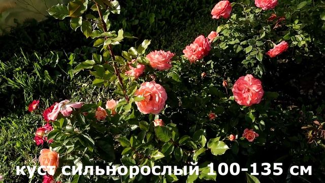 Роза Бонита Ренессанс, шраб с необычной окраской разных оттенков апельсина! смотреть онлайн