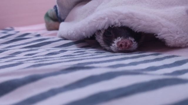 НЕ ЗАВОДИ ХОРЬКА если... Кому не стоит заводить хорька!?!// Snezhana смотреть онлайн