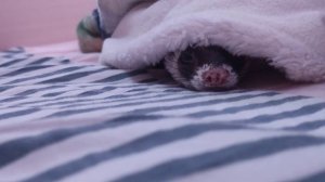 НЕ ЗАВОДИ ХОРЬКА если... Кому не стоит заводить хорька!?!// Snezhana