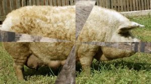 Разведение Венгерской мангалицы как бизнес идея Свиноводство | Свинья венгерская мангалица