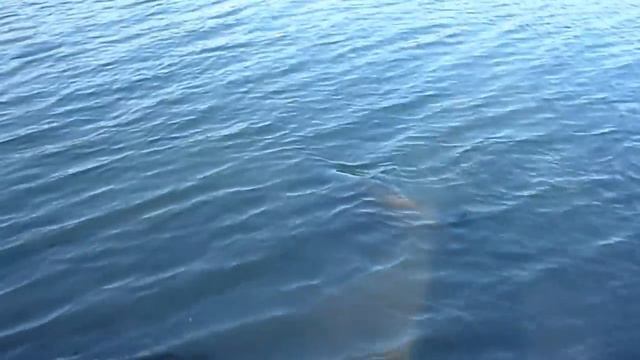 Речной гигант на привязи. смотреть онлайн