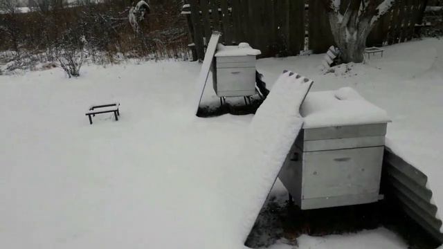 Защита пчёл от синиц смотреть онлайн