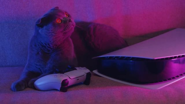 Как кошки выбирают себе место для сна | Кот отдыхает, спящая кошка смотреть онлайн