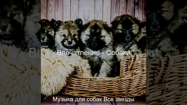 Моменты (Милые Собаки) смотреть онлайн