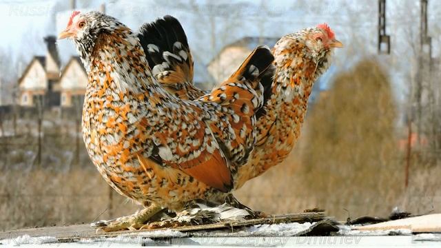 #Алтайская_Бентамка Altai Bantam Chickens Курочка с цыплятами смотреть онлайн