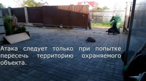 Кане-корсо. Охрана территории. Тренировка.🤟👍👍