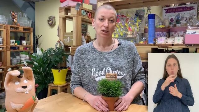 Хатиора { СУРДОПЕРЕВОД } неприхотливый суккулент. Танцующие кости или мужские слёзы?