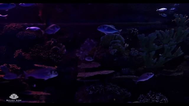 Dark Aquarium with Beautiful Fish | Relaxing Water Stream Noise | 10 Hour Sleep Sound смотреть онлайн