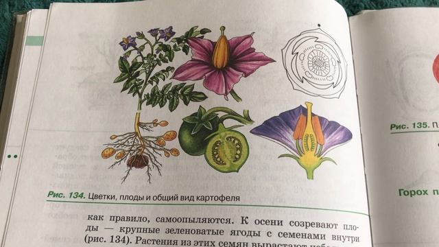 6 класс Культурные растения . смотреть онлайн