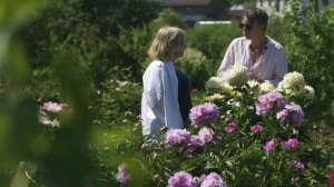 Систематика пионов: видовые, древовидные, травянистые молочноцветковые, раннецветущие