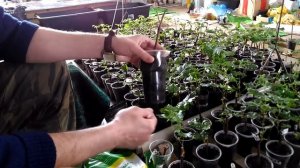 Полив саженцев винограда сверху. Выводы по эксперименту спустя 49 дней