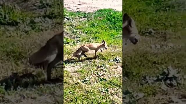 КОРМИМ ЛИСУ ? /FOX #Fox #nature #forest #wildlife #wildanimals #shots #shots #vidioshort #лиса #лес смотреть онлайн