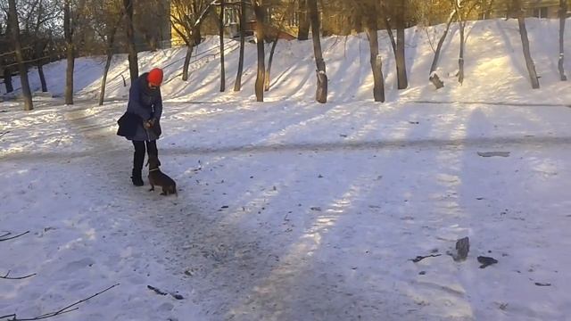 Такса Сэм, апортировка, обход предметов / Dachshund Sam смотреть онлайн