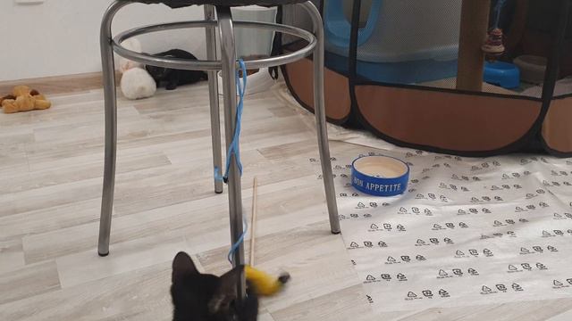 Игры ориентальных котят. Осталось 2 котенка...Луи и Адам ЧАСТЬ 1 смотреть онлайн