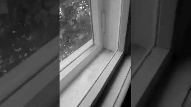 Летучая мышь в подъезде смотреть онлайн