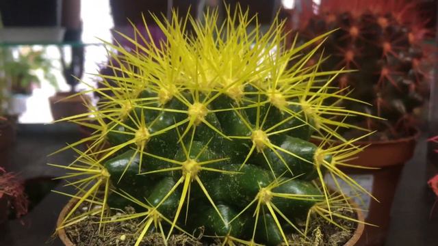 Привлекательные виды кактусов! Attractive Cactus Species!
