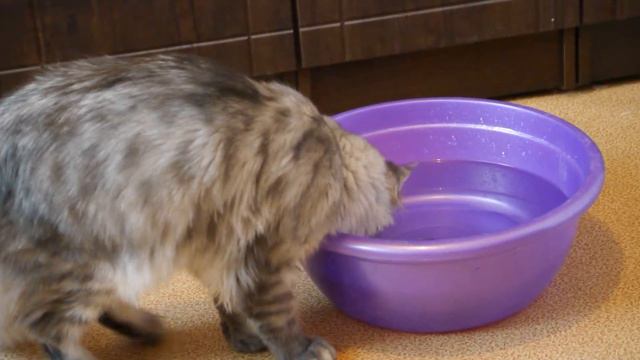 Кот ловит рыбу смотреть онлайн