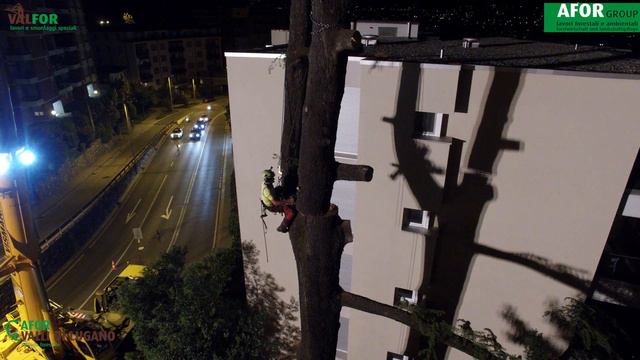 Tree climbing by afor Group смотреть онлайн