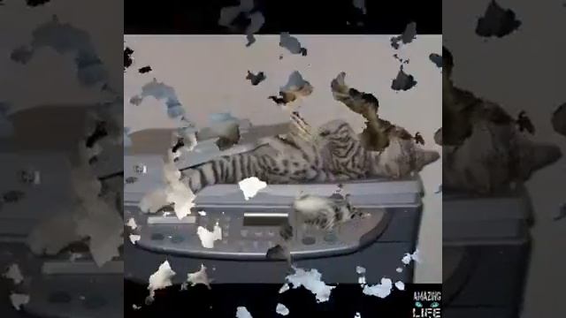 Как по настаящиму спят собаки смотреть онлайн