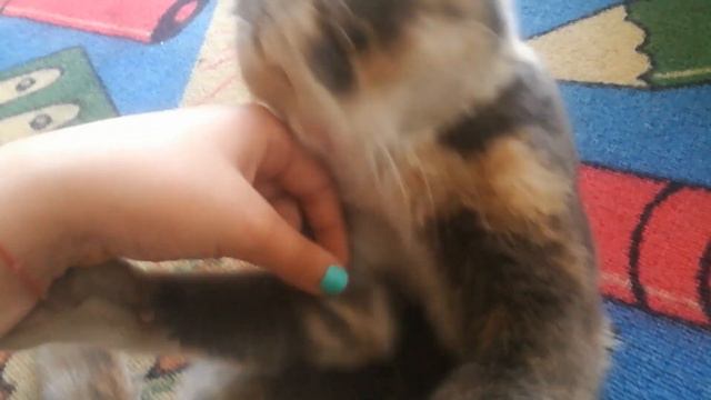 У моей кошки скоро будут котята👍💃🐈🐈🐈 смотреть онлайн