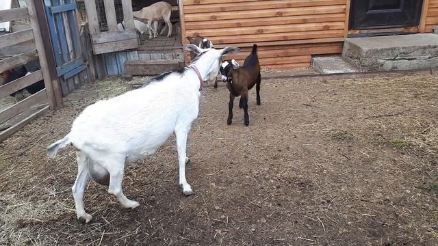 Вот такие дела... Козлёнок после недомогания. Кличка не прилепает. Первые всходы. смотреть онлайн