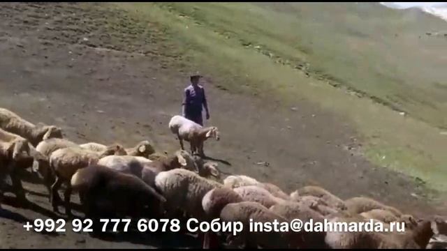 Рыжие гузнские овцы Махмадсобира из селения Гузн на пастбище в Раште смотреть онлайн